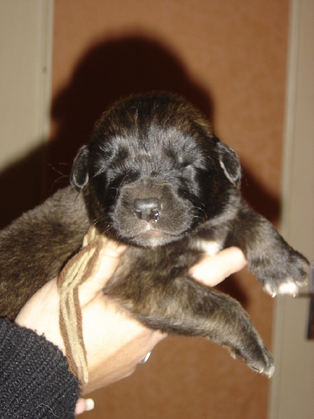 de l'amour de Grâce - Leonberger - Portée née le 22/10/2011