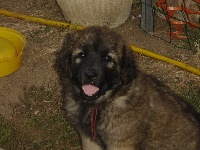 ENZIAN